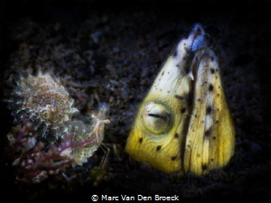 eal with his buddy by Marc Van Den Broeck 